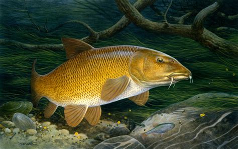 Gold barbel photo and wallpaper. Cute Gold barbel pictures