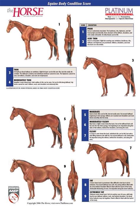 Pin on Horses: health and sport