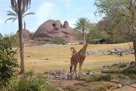 Wildlife encounters at the impressive Phoenix Zoo