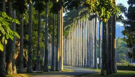 Peradeniya Botanical Gardens | Great Gardens of the World