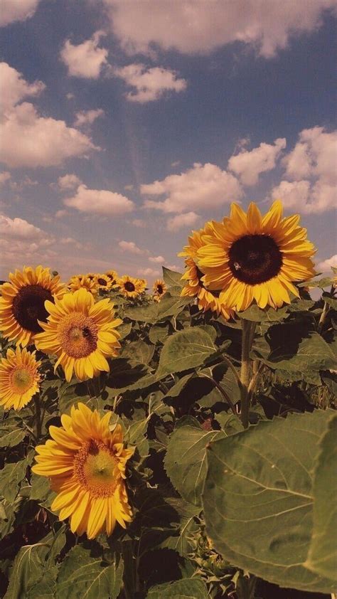 Aesthetic Sunflower Field Wallpapers - Wallpaper Cave