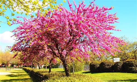 Un árbol amoroso y con flores que se comen, con sabor picante - flores ...