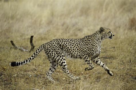 5 facts about the Tanzanian Cheetah (East African Cheetah)