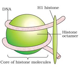 Histone Octamer - Definition, Structure, Diagrams, Function, Nucleosome, Chromatin