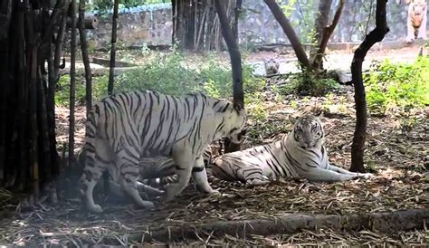 Vandalur zoo-Arignar Anna Zoological Park --Chennai -Tamilnadu