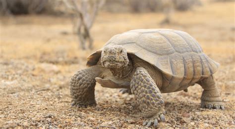 Do Tortoises Live In The Desert