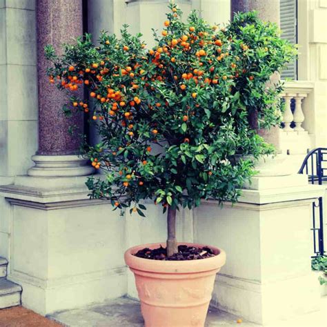 The Guide to Tangerine Tree Care - Minneopa Orchards