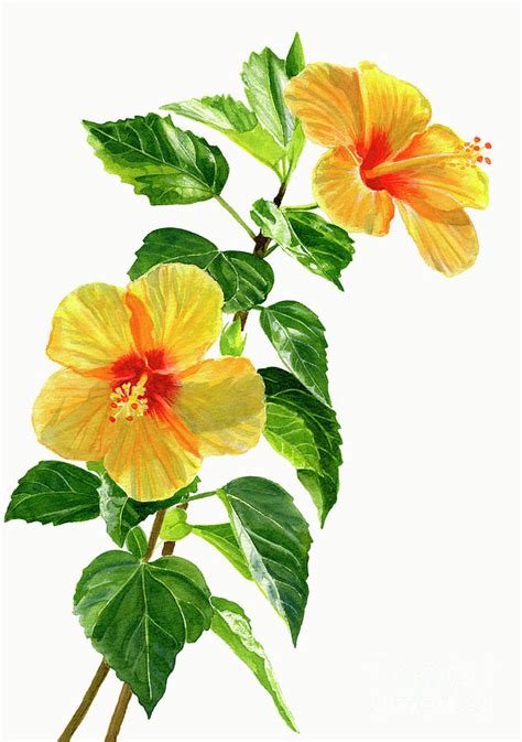 Two Yellow Hibiscus Flowers Painting by Sharon Freeman - Pixels