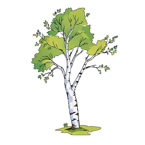 Birch Tree Hand Drawn Cartoon Style Illustration AI Generated 32187474 PNG