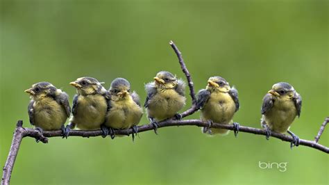 Bird on a tree branch-August 2013 Bing wallpaper Preview | 10wallpaper.com