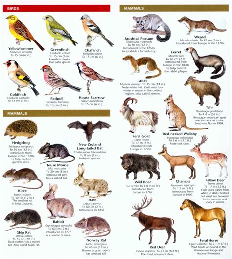 New Zealand Wildlife: A Folding Pocket Guide to Familiar Animals | NHBS ...