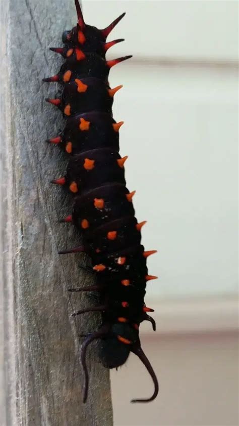 38 Orange and Black Caterpillars (Pictures And Identification)