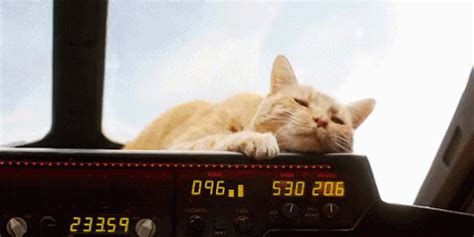 Goose Cat GIF - Goose Cat - Discover & Share GIFs