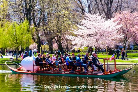 Boston Swan Boats - Top Attraction - Boston Discovery Guide