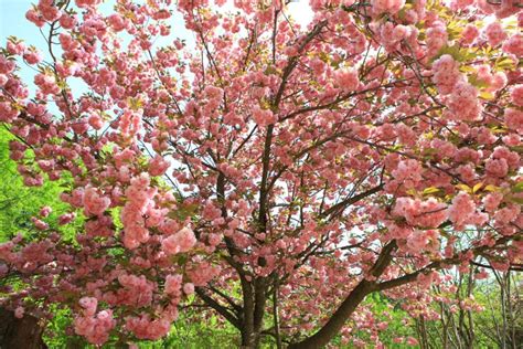 Seoul: Cherry Blossom Trail Full-Day Tour | GetYourGuide