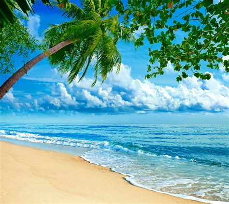 [2024] 🔥Beautiful Beach Beach Ocean Palm Trees Hd Wallpaper (800x712) - #22034