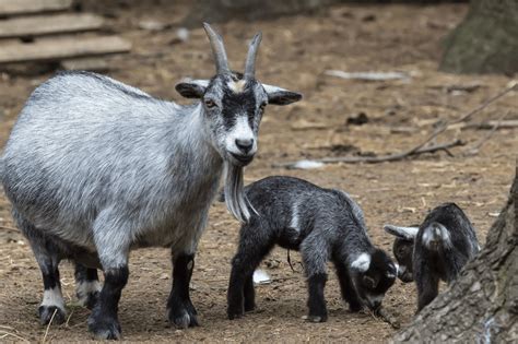 Can Goats Be Trained Like Dogs