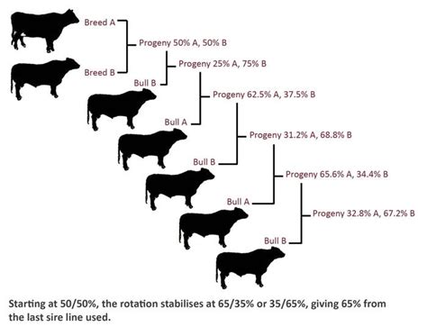 Rotational cross | Cattle ranching, Beef cattle, Miniature cattle