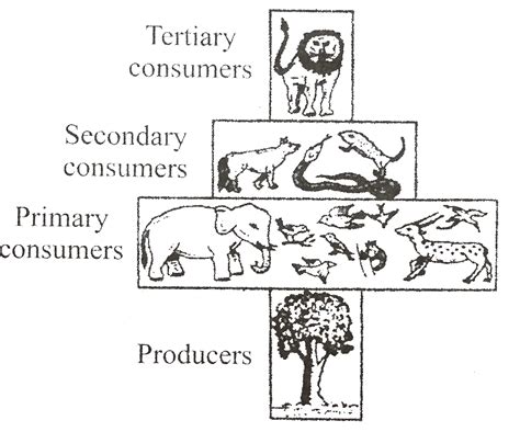 pyramid of numbers in grassland ecosystem