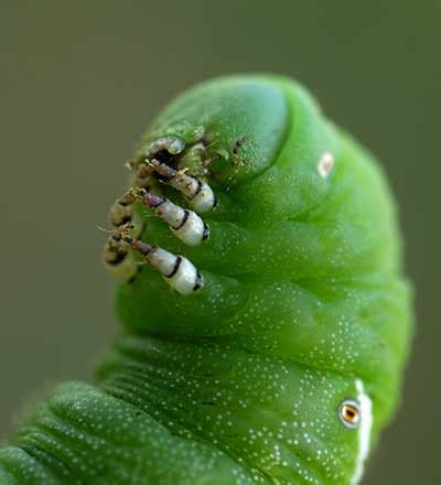 Tomato Hornworms: Wiping Out Manduca Quinquemaculata | Epic Gardening