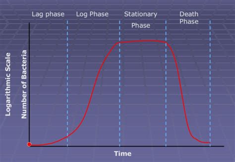 Sigmoid growth curve is represented by (a) $\\dfrac{dN}{dt}=rN$ (b) \\[\\dfrac{dN}{dt}=rN(1 ...