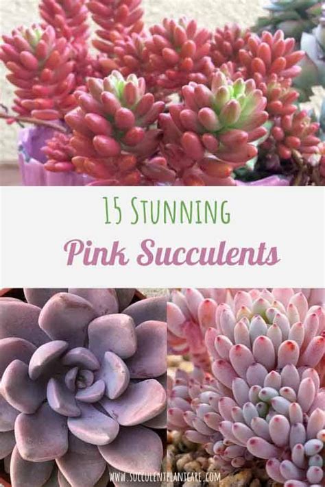 15 Stunning Pink Succulents You Would Love (With Pictures) - Succulent Plant Care