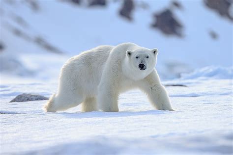 Animals That Live in the Tundra - WorldAtlas