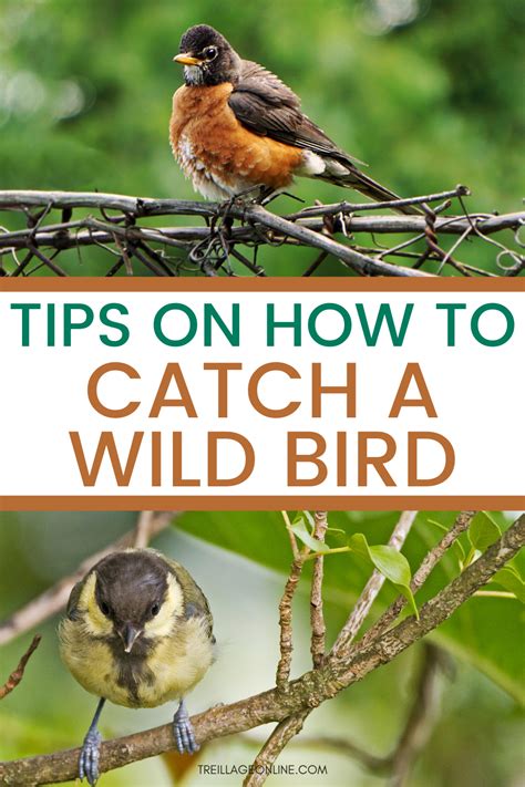 How to Catch a Wild Bird? – 3 Ways That Work in 2021 | Wild birds, Bird, Easy garden