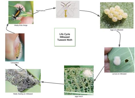 Milkweed Tussock Moth: Identification, Life Cycle, Facts & Pictures