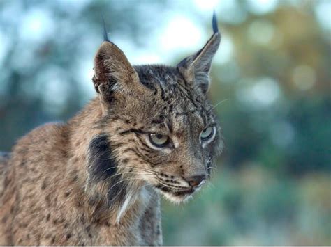 Permuta Ciudadanía golondrina curiosidades sobre o lince iberico dos semanas prestar alumno