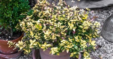 Euonymus Japonicus Care: Tips On Growing The Japanese Euonymus