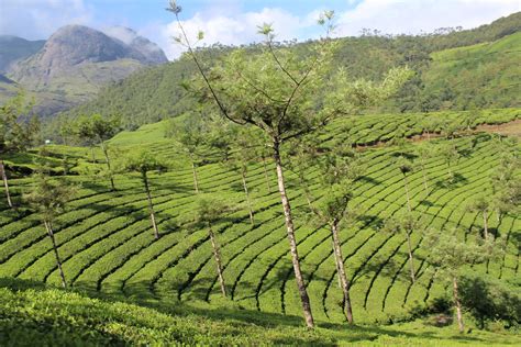 Munnar Tea Gardens | Tea garden, Outdoor, Farmland