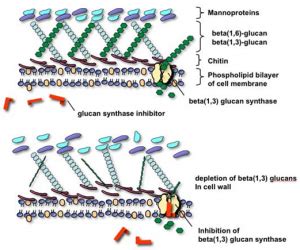 Fungal Cell Walls: Structure and composition (Basic Guide)