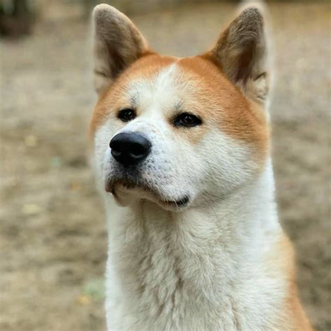 14 Things About the Temperament of Akita Inu Dogs - The Dogman