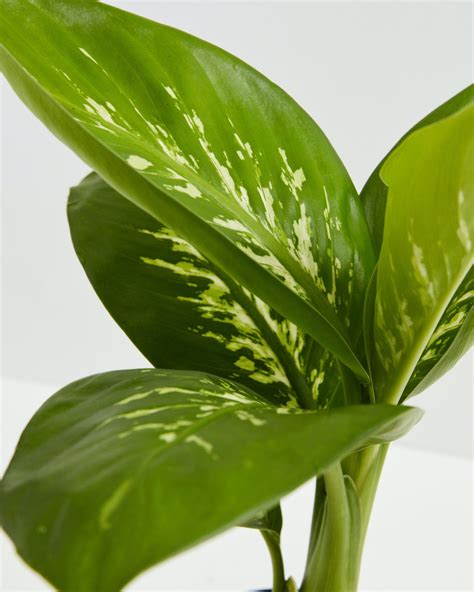 Dieffenbachia Tropic Snow | Floor Plants for Delivery | Lively Root