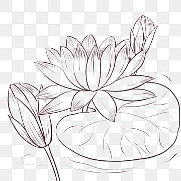 Drawing Lotus PNG Transparent Images Free Download | Vector Files | Pngtree