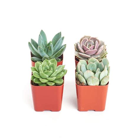 Shop Succulents 2 in. Rosette Succulent (Collection of 4) R4 - The Home ...