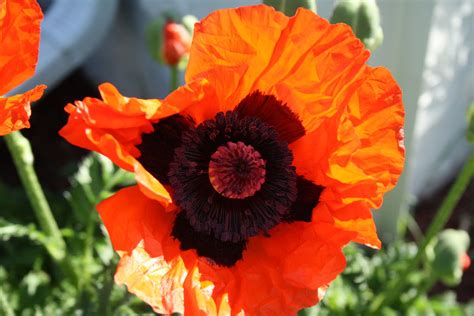 Captive Creativity: Oriental Poppy Plant Care