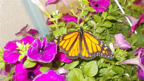Free Stock Photo 17501 Monarch Butterfly | freeimageslive