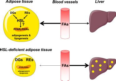 Hormone-Sensitive Lipase Deficiency in Humans: Cell Metabolism