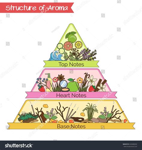 Guía de notas de estructura aromática: vector de stock (libre de ...