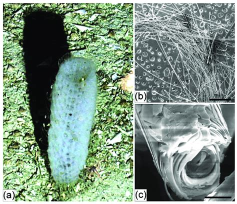 Euplectella suberea. Morphological feature (a) and the ultrastructure ...