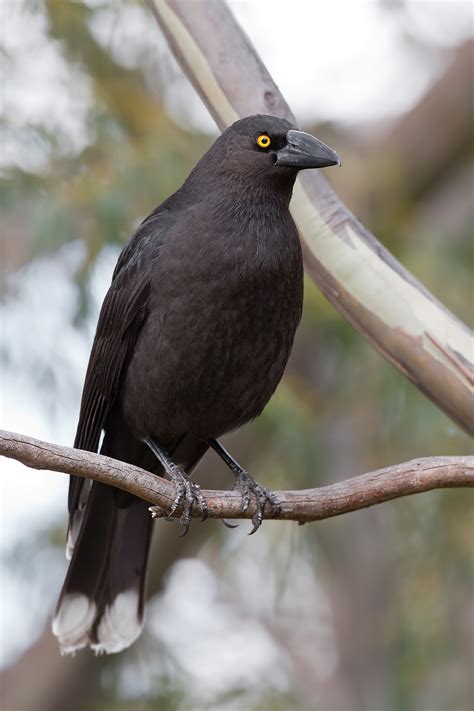 Black Currawong | Natural Atlas