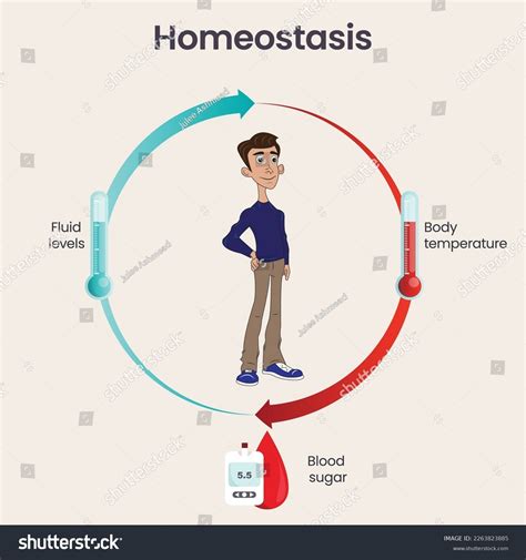 Biology Homeostasis Science Vector Illustration Infographic Stock ...