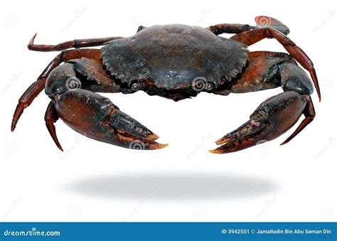 Black crab stock image. Image of ocean, dish, harvest - 3942551