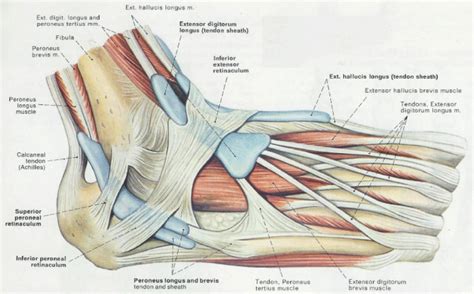 Foot Tendon Diagram / Plantar Fasciitis Medlineplus Medical Encyclopedia : They connect bones to ...