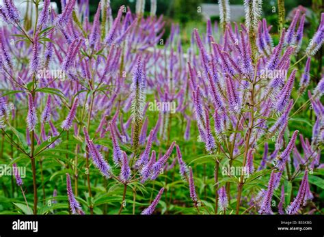 Veronicastrum virginicum FASCINATION Stock Photo - Alamy