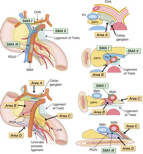 Ligament Of Treitz Anatomy