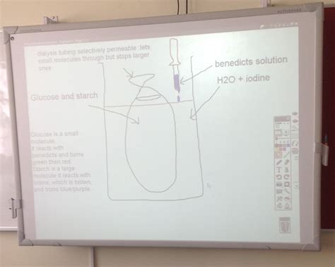 Selectively Permeable Notes and Glucose and Starch Experiment | Angelo ...