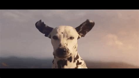 Dog Flying GIF by ADWEEK - Find & Share on GIPHY